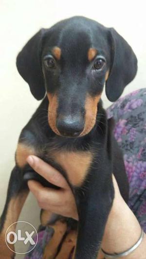 Doberman female pup for sale