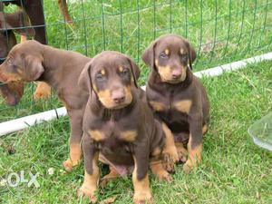 Doberman healthy pups available