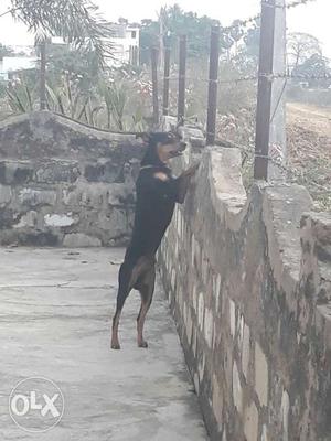 Doberman male is available for crossing