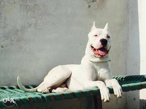 Dogo Argentino puppy available