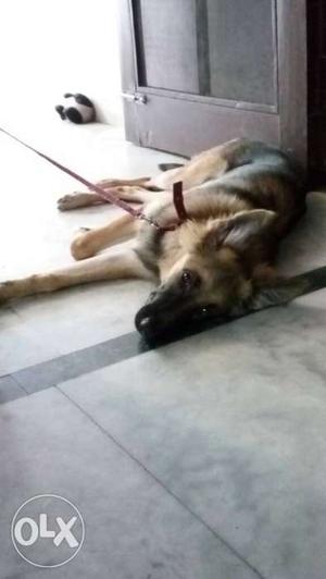 Double coat gsd, 5 mnths, pure breed, female,