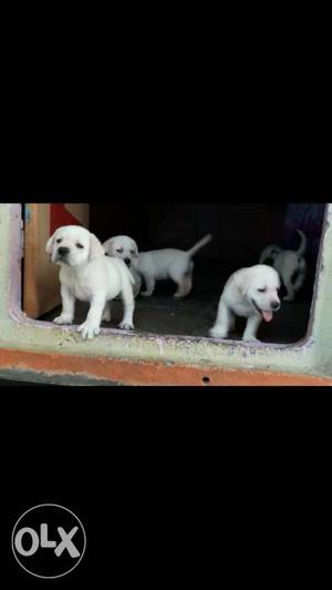 Extraordinary labrador pups with paper