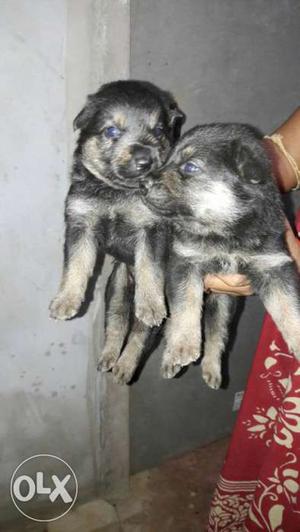 Father- ROTTWEILER & Mother - GSD puppies for