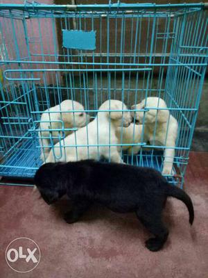 Fawn Labrador retriever female puppies available