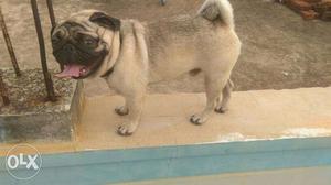 Fawn Pug In Kadapa for sale or exchange with good breeds