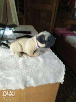 Fawn Pug Puppy Plush Toy