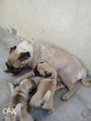 Fawn Pug With Two Puppies