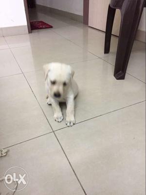 Female Cute labra only for family
