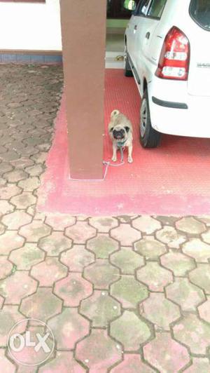 Female Fawn Pug In Ernakulam.