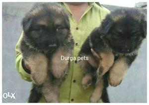Female German shepherd puppy available puppy is