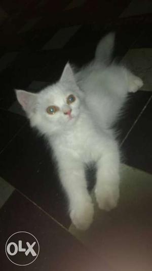 Female Persian 3 months