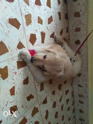 Female goldenretiver dog available 4month old