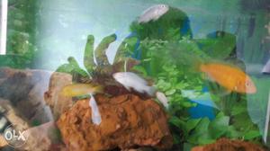 Fish cichlid 1 and half inch for 100 rs Pair 200
