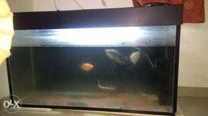 Fish tank with fishes. size 4 ft by 2 ft. selling
