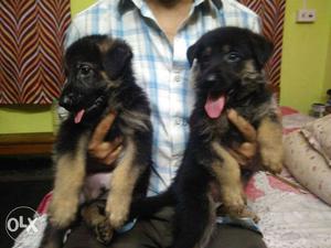Five Black-and-brown Long Coated german sephard puppys..each