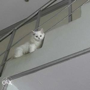 Fixed price persian cat 1 year proven female for