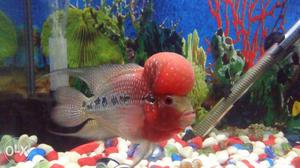 Flowerhorn fish for sale 4 months Red Dragon