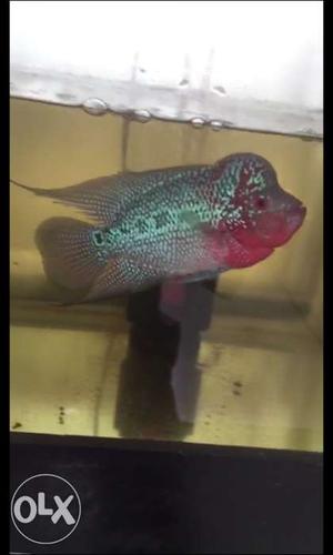 Flowerhorn male active fish sale《2.5》inches