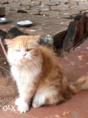 Fluffy, furry, female Persian cat for sale.