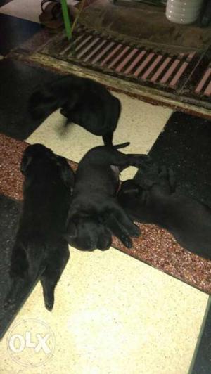 Four Black Labrador Retriever Puppies