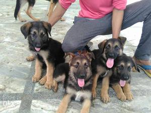 Four Black-and-tan German Shepherd Puppies