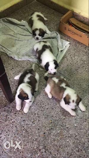 Four Saint Bernard Puppies