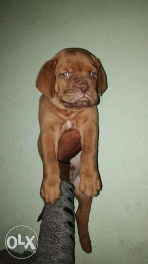 French mastiff puppies available in jalgoan
