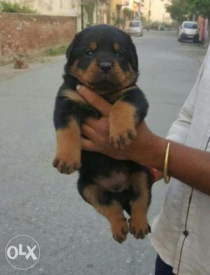 Full excited new born rottweiler pupp all breed pupp sell