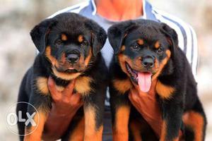 Full healthy and active rottweiler female puppy avilable