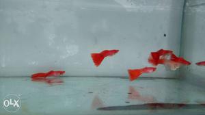 Full red Guppy fish