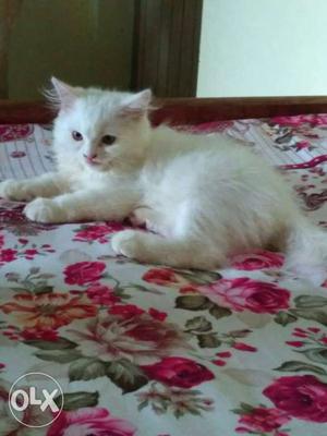 Full white Persian kitten (female) age 3 month.