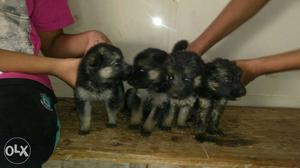 GS 4 Female puppies available. best breed father