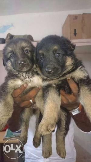 GSD puppy Available