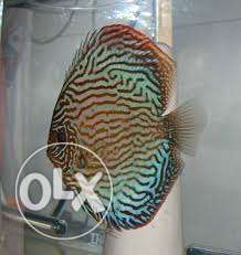 Gaint flora discus breeding pair imparted from