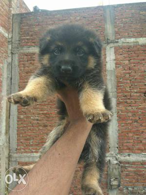 Garman Shapard puppy available call only serius