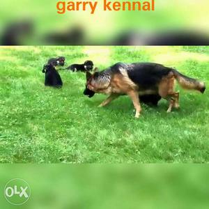 Garry KENNEL Black And Tan German Shepherd Dog With Puppy