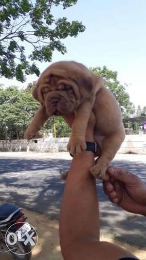 Garry KENNEL French mastiff male available king breed