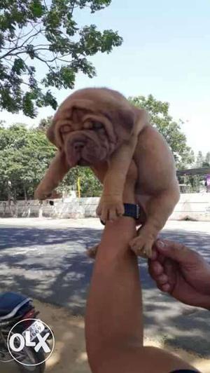 Garry KENNEL best quality French mastiff puppies available