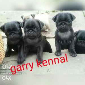 Garry KENNEL black pug puppies available male single male
