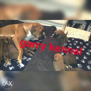 Garry KENNEL boxer puppies for sale