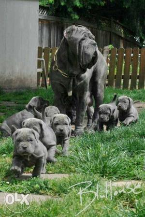 Garry kennel best quality Neapolitan mastiff male available