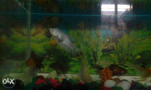 Gaura fish