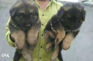 German Shepard female puppy available puppy is