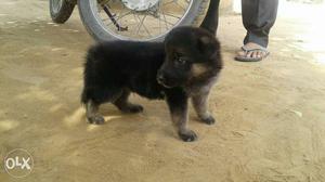 German Shepard puppy 1month old