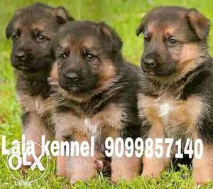 German Shepherd FIVE STAR QUALITY puppies 35 to