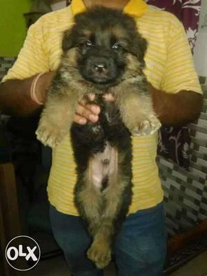 German Shepherd Pup Sale At Punjab Pets Junction