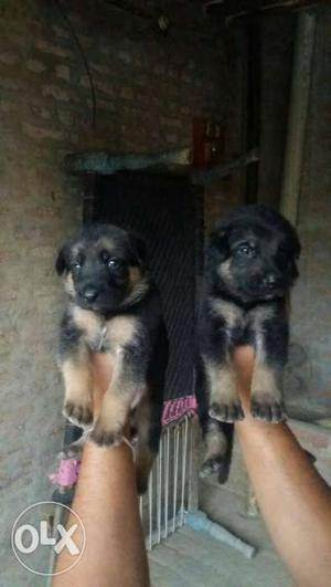 German Shepherd male puppy available for show