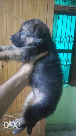 German Shepherd pupps with best quality and