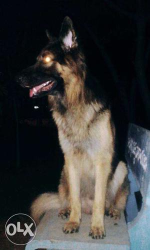 German sheperd male dog for mating