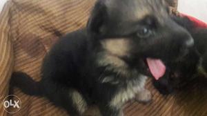 German shepherd puppy male and female sale